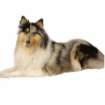 blue merle rough collie laying fotoskulptur schlüsselanhänger<br><div class="desc">rc</div>