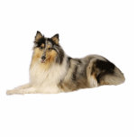 blue merle rough collie laying freistehende fotoskulptur<br><div class="desc">rc</div>