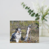Blue Merle Shetland Sheepdog Dog Postkarte (Stehend Vorderseite)