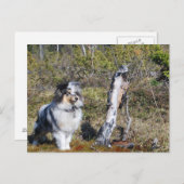 Blue Merle Shetland Sheepdog Dog Postkarte (Vorne/Hinten)