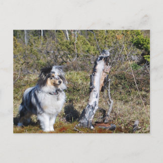 Blue Merle Shetland Sheepdog Dog Postkarte