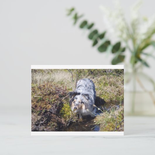 Blue Merle Shetland Sheepdog Postkarte (Stehend Vorderseite)