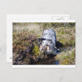 Blue Merle Shetland Sheepdog Postkarte (Vorne/Hinten)