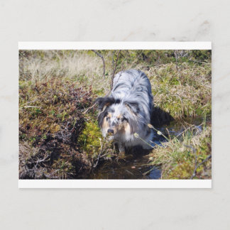 Blue Merle Shetland Sheepdog Postkarte