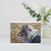Blue Merle Shetland Sheepdog Postkarte (Stehend Vorderseite)
