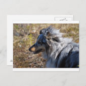 Blue Merle Shetland Sheepdog Postkarte (Vorne/Hinten)
