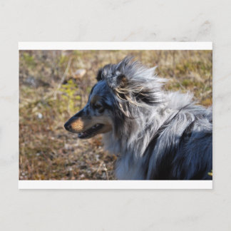 Blue Merle Shetland Sheepdog Postkarte