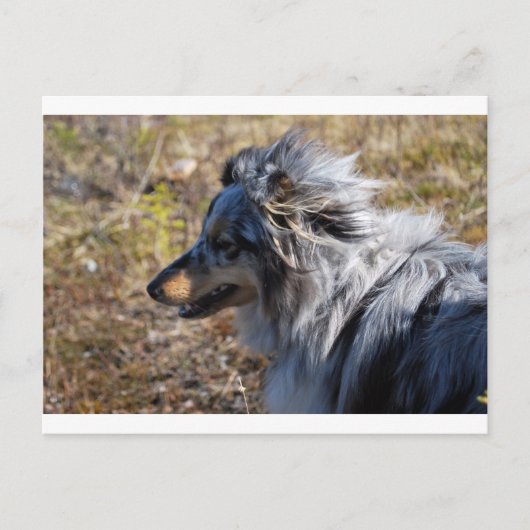 Blue Merle Shetland Sheepdog Postkarte (Vorderseite)