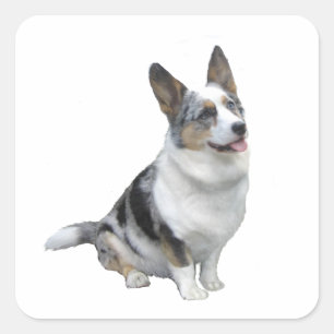 Blue Merle Welsh Corgi Quadratischer Aufkleber