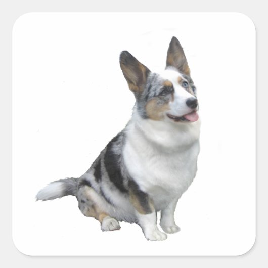 Blue Merle Welsh Corgi Quadratischer Aufkleber (Vorderseite)