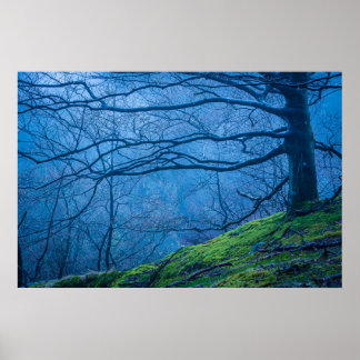 Blue Misty Morning in einem Buchenwald in Schweden Poster