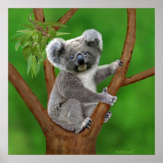 Blue-Mit Augen Baby Koala Bear Poster (Vorne)