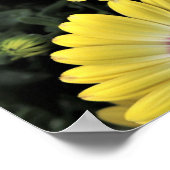 Blue Mit Augen Beauty African Daisy Osteospermum P Poster (Ecke)