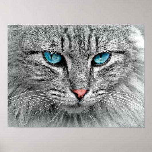Blue Mit Augen Cat Poster (Vorne)