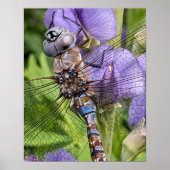 Blue-Mit Augen Darner Dragonfly Fotografisch Poster (Vorne)