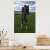 Blue Mit Augen Dartmoor Pony Poster (Küche)