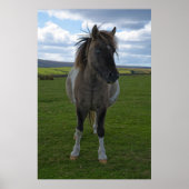 Blue Mit Augen Dartmoor Pony Poster (Vorne)