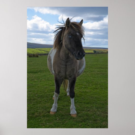 Blue Mit Augen Dartmoor Pony Poster (Vorne)
