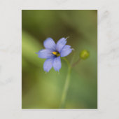 Blue Mit Augen Grass Wildblume Blumenbecher Postka Postkarte (Vorderseite)