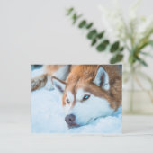 BLUE-MIT AUGEN HUSKY - BRECKENRIDGE, COLORADO, USA POSTKARTE (Stehend Vorderseite)