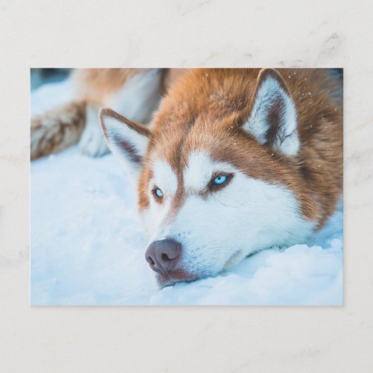 BLUE-MIT AUGEN HUSKY - BRECKENRIDGE, COLORADO, USA POSTKARTE (Vorderseite)