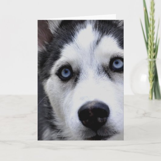 Blue Mit Augen Husky Grußkarten Karte (Vorderseite)
