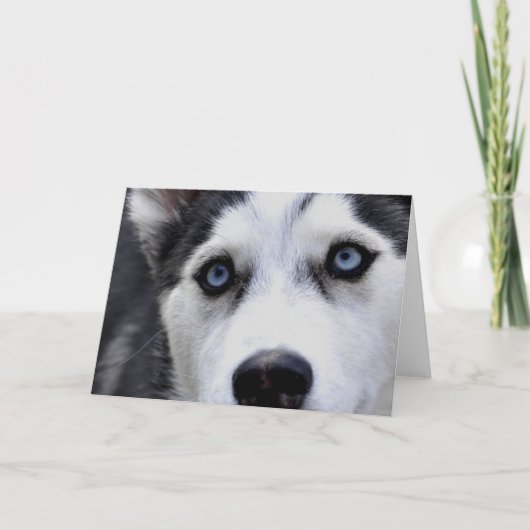Blue Mit Augen Husky Grußkarten Karte (Vorderseite)