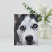 Blue Mit Augen Husky Postcard Postkarte (Stehend Vorderseite)