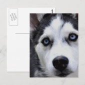 Blue Mit Augen Husky Postcard Postkarte (Vorne/Hinten)