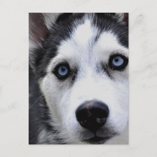 Blue Mit Augen Husky Postcard Postkarte (Vorderseite)