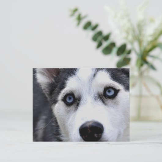 Blue Mit Augen Husky Postcard Postkarte (Stehend Vorderseite)