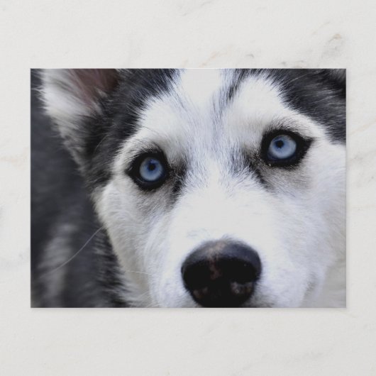 Blue Mit Augen Husky Postcard Postkarte (Vorderseite)