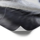 Blue Mit Augen Husky Poster (Ecke)