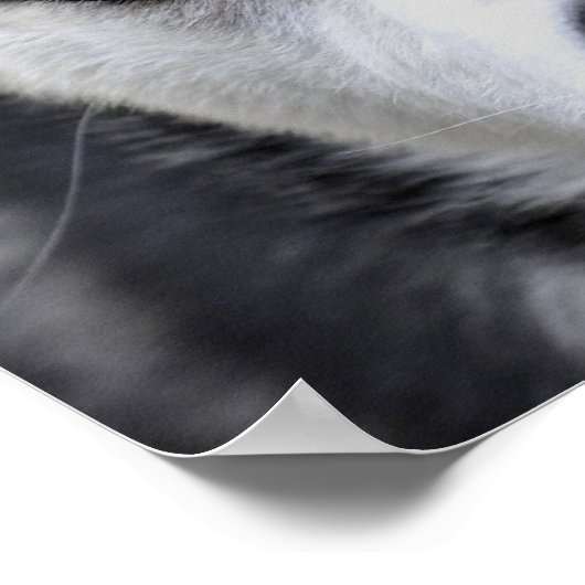 Blue Mit Augen Husky Poster (Ecke)
