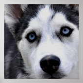 Blue Mit Augen Husky Poster (Vorne)