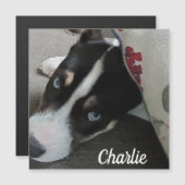Blue Mit Augen Husky Puppy oder Add your own Dog F Magnetkarte (Vorne/Hinten)