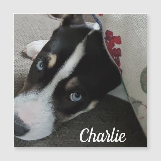 Blue Mit Augen Husky Puppy oder Add your own Dog F Magnetkarte (Vorderseite)