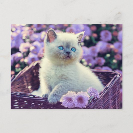 Blue Mit Augen Kitten Baby Cat In Basket Lilac Blu Postkarte (Vorderseite)