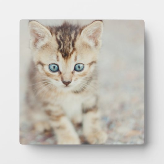 Blue Mit Augen Kitty Fotoplatte (Vorderseite)