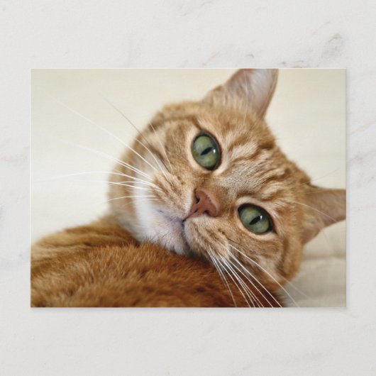 Blue Mit Augen Kitty Postkarte (Vorderseite)