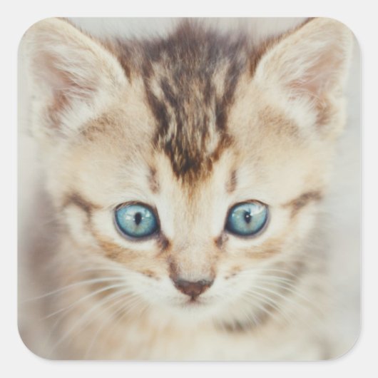 Blue Mit Augen Kitty Quadratischer Aufkleber (Vorderseite)