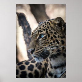 Blue Mit Augen Leopard Poster