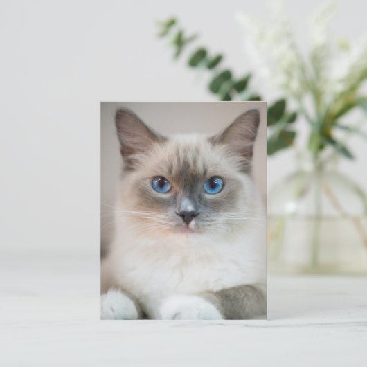 Blue Mit Augen Ragdoll ‎ Cat Postkarte (Stehend Vorderseite)