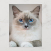 Blue Mit Augen Ragdoll Cat Postkarte (Vorderseite)