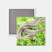 Blue Mit Augen Snake ~ Magnet (Vorderseite/Rückseite)