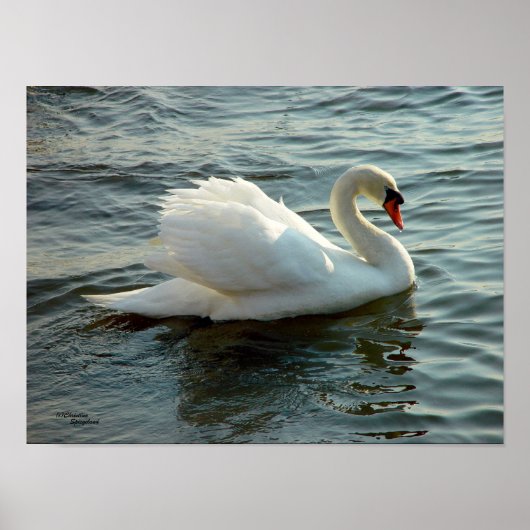 Blue mit Augen Swan Poster oder Print (Vorne)