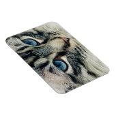 Blue-mit Augen Tabby Cat Face Nah-ip Magnet (Rechte Seite)