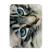 Blue-mit Augen Tabby Cat Face Nah-ip Magnet (Vertikal)