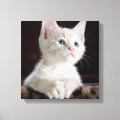 Blue Mit Augen White Kitten Leinwanddruck (Vorderseite)