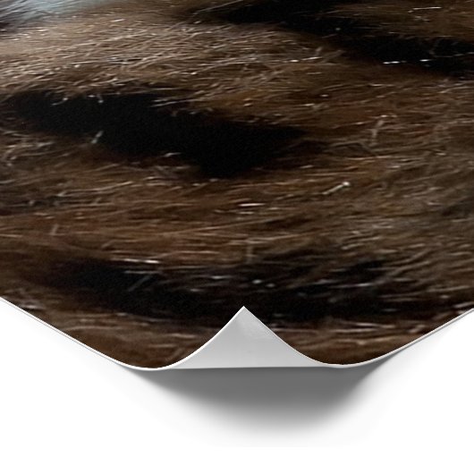 Blue Mit Augen White Kitten Poster (Ecke)